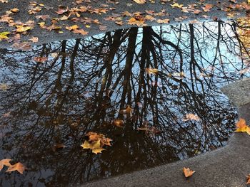 Leaves on tree during autumn