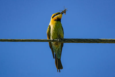 Low angle view of bird perching on branch against blue sky