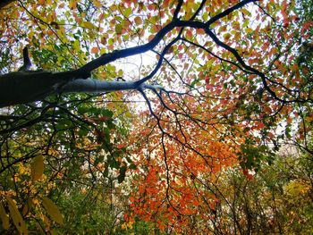 Low angle view of trees against sky during autumn