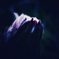 Close-up of flower at night