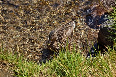 High angle view of a bird in water