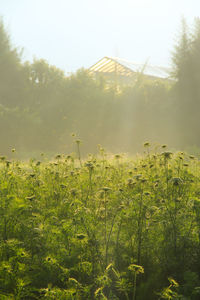 Plants growing on field against sky