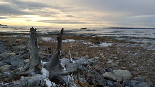 Driftwood at beach against sky during winter