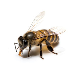 Close-up of bee on white background