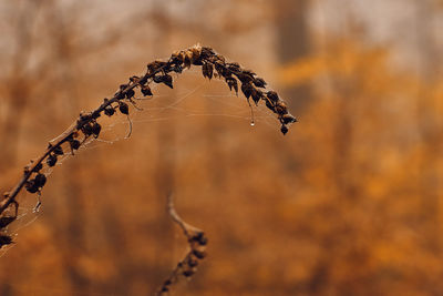 Close-up of dried plant on field