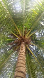 Low angle view of palm tree against sky