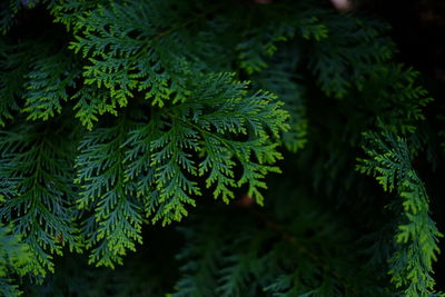 Close-up of fern leaves