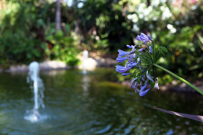 Close-up of purple flowering plant