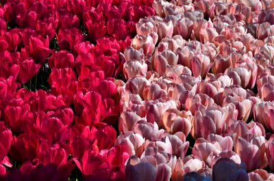 Full frame shot of pink flowering plants