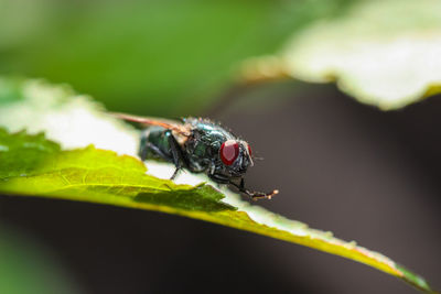 Close-up of insect on plant