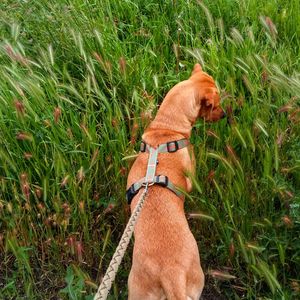 High angle view of brown dog amidst plants on field