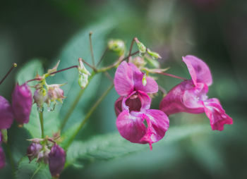 Close-up of pink flower