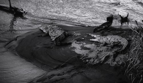 High angle view of driftwood on beach