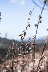Close-up of dry plants on field against sky