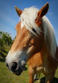 Close-up of horse on field