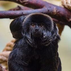 Portrait of black labrador retriever in zoo