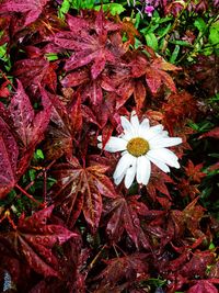 Full frame shot of flowers