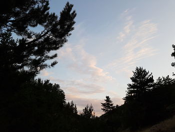 Low angle view of trees against sky