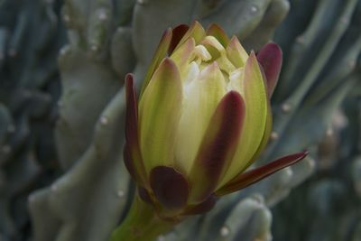 Close-up of flowering plant