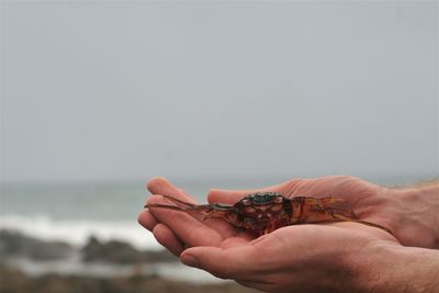 Close-up of hand holding crab at beach against clear sky