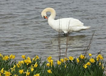 Bird flying over white background