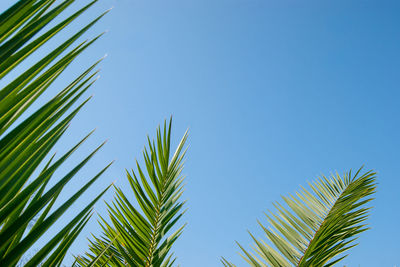 Low angle view of palm trees against blue sky