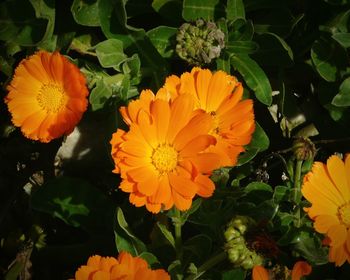 Close-up of orange flowers blooming outdoors