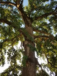 Low angle view of tree in forest