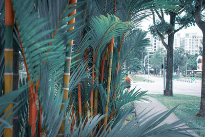 Close-up of palm trees in city