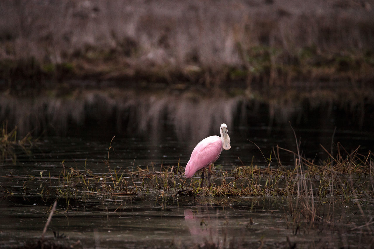 CLOSE-UP OF BIRD ON LAKE