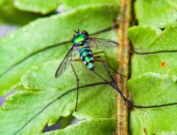 Close-up of insect on leaf