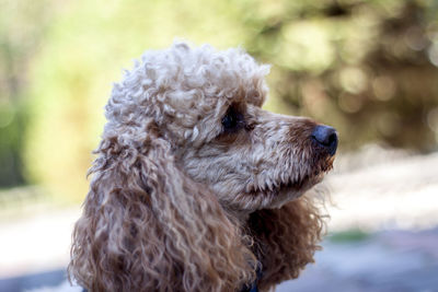 Medium africo-colored poodle wearing a blue harness and lying on a concrete pavement.