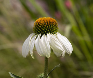 Close-up of white flower