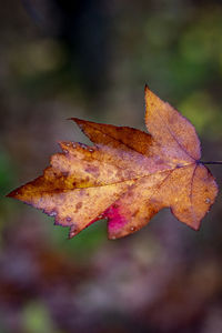 Close-up of maple leaves on plant