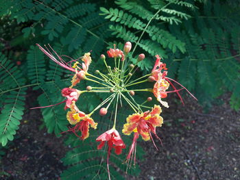 Close-up of flowers blooming outdoors
