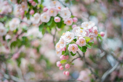 Apple blossom on a tree in daytime