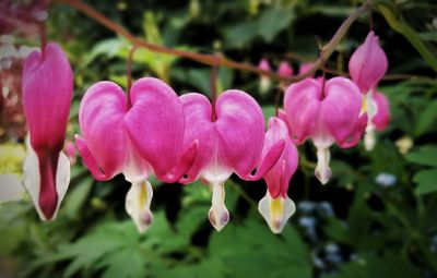 Close-up of pink flowering plant leaves