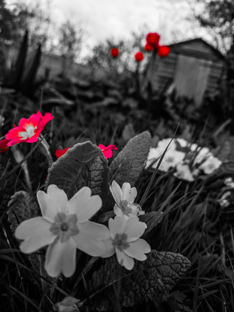 plant, flower, flowering plant, beauty in nature, nature, freshness, black and white, growth, close-up, fragility, petal, focus on foreground, inflorescence, flower head, no people, day, monochrome photography, monochrome, black, outdoors, leaf, white, blossom, tree