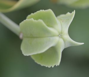 Close-up of green rose on leaves