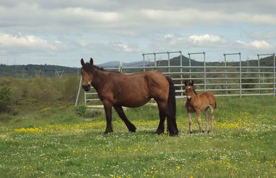 Horses in the field