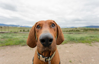 Portrait of dog on field