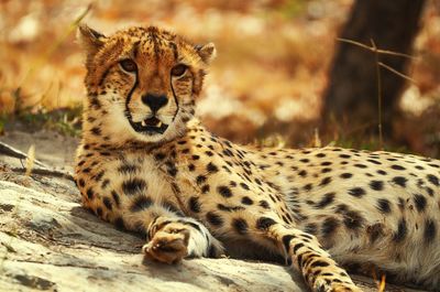 Portrait of a leopard 