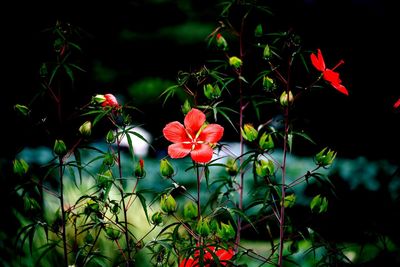 Close-up of red flowers blooming outdoors