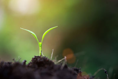 Close-up of plant growing outdoors