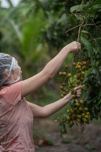 Woman picking fruits during rainy season