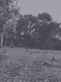 View of horse on field