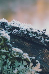 Close-up of frozen water on moss