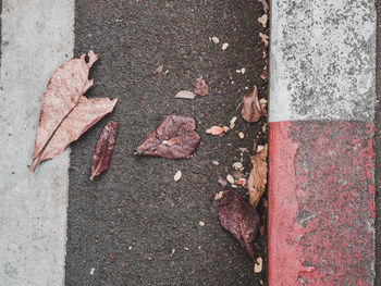 High angle view of maple leaves on street
