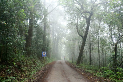 Road passing through forest