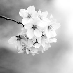 Close-up of white cherry blossoms